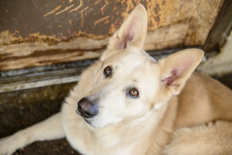 Photo of Buddy at the Delta Community Animal Shelter