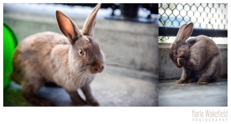 photograph 4 of a pet rabbit at the Delta Community Animal Shelter named Wiggles