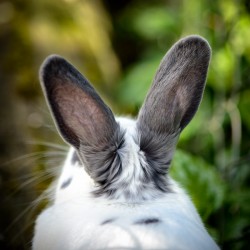 Photograph of the back of the head and ears of a white and grey bunny rabbit