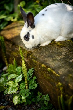Photograph of a white and black bunny rabbit sitting on a log