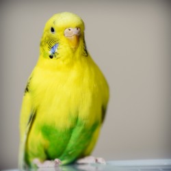 Photograph of a yellow and gree budgie