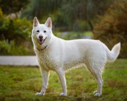 Photograph of a white shepherd in the park after a swim