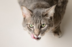 Photograph of a grey tabby licking his lips on a beige background