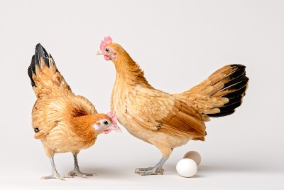 Photograph of two Nankin chickens with two eggs