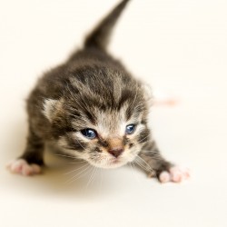 Photography of a tabby kitten with eyes mostly open