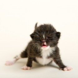 Photograph of a tuxedo kitten with eyes just starting to open
