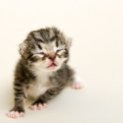 Photograph of a tabby kitten with eyes just starting to open