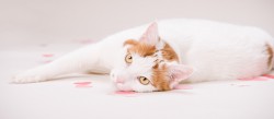 A white and orange cat lying on pink paper hearts and a pink background for Valentines Day