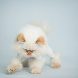 A red point persian cat with a lion cut getting ready to pounce on something