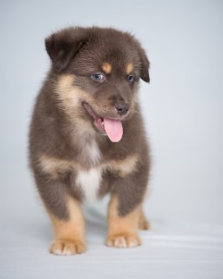 Photograph of a brown, tan, and white puppy on a blue background