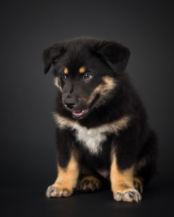 Photograph of a black, tan, and white puppy on a black background