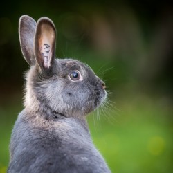 Photograph of a grey bunny rabbit on alert