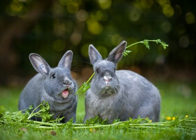 Photograph of two grey bunny rabbits eating fresh parsley