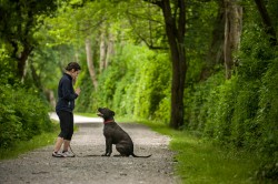 Photograph of a black with white Pit Bull Terrier Mix sitting on a park gravel path with his trainer