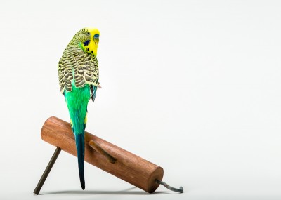 Photograph of a blue green and yellow budgie on a white background